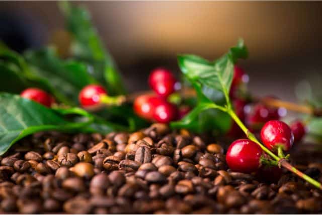 Plant-Based Coffee